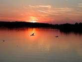 Mövenjagd