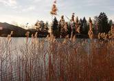 Welkendes Schilf am Staffelsee