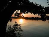Knorrige Eiche am Staffelsee